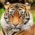 Рисунок профиля (тигр)